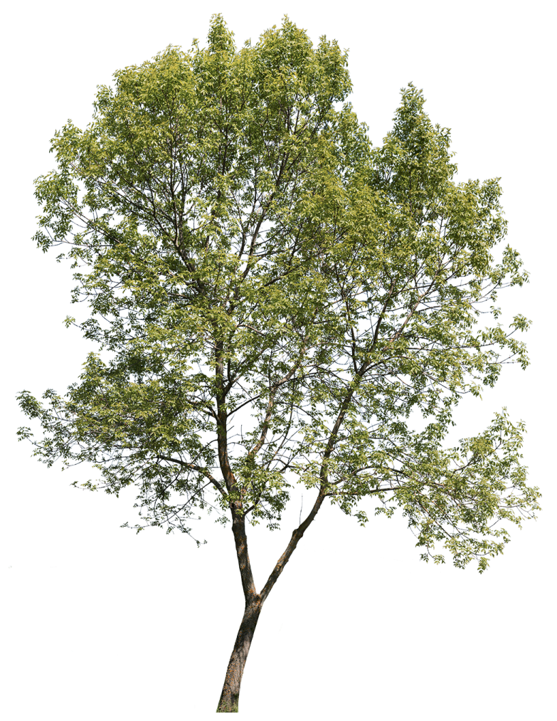 a tree on a white background