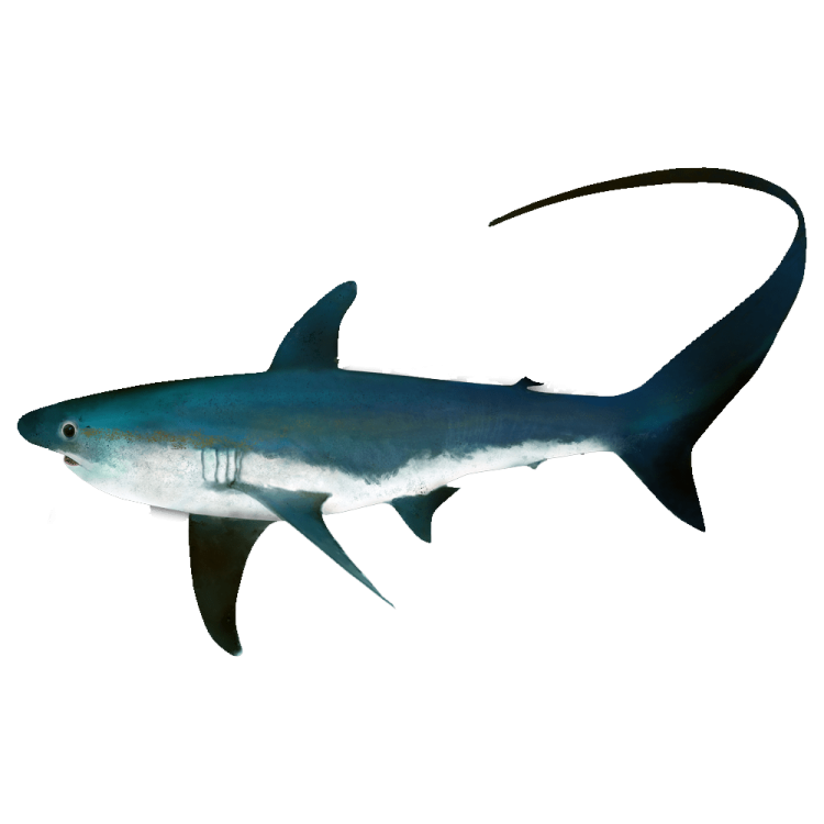 an illustration of a great white shark