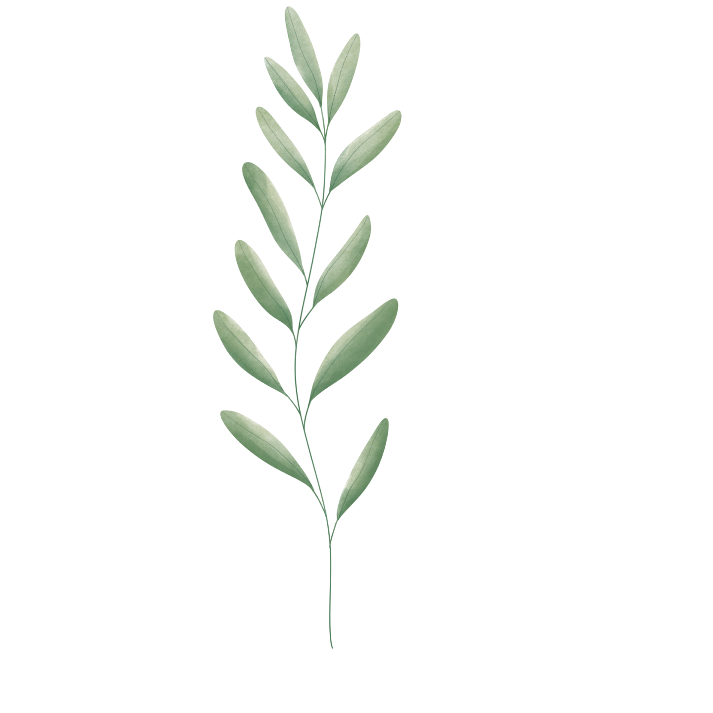 a green leaf on a white background