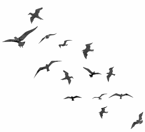 a flock of birds flying in the sky