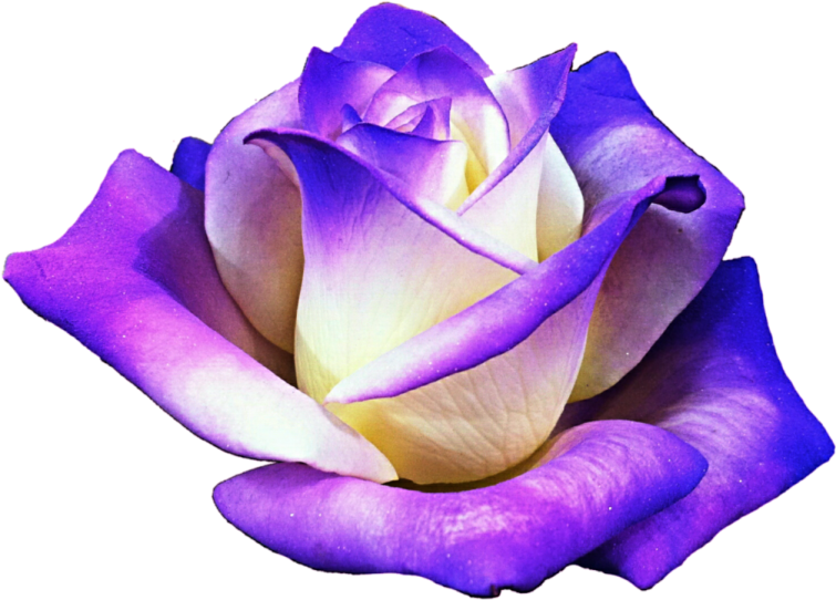 a purple rose with white petals