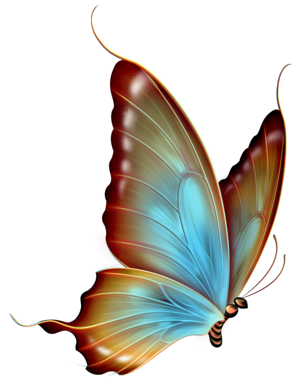 a blue and brown butterfly on white background