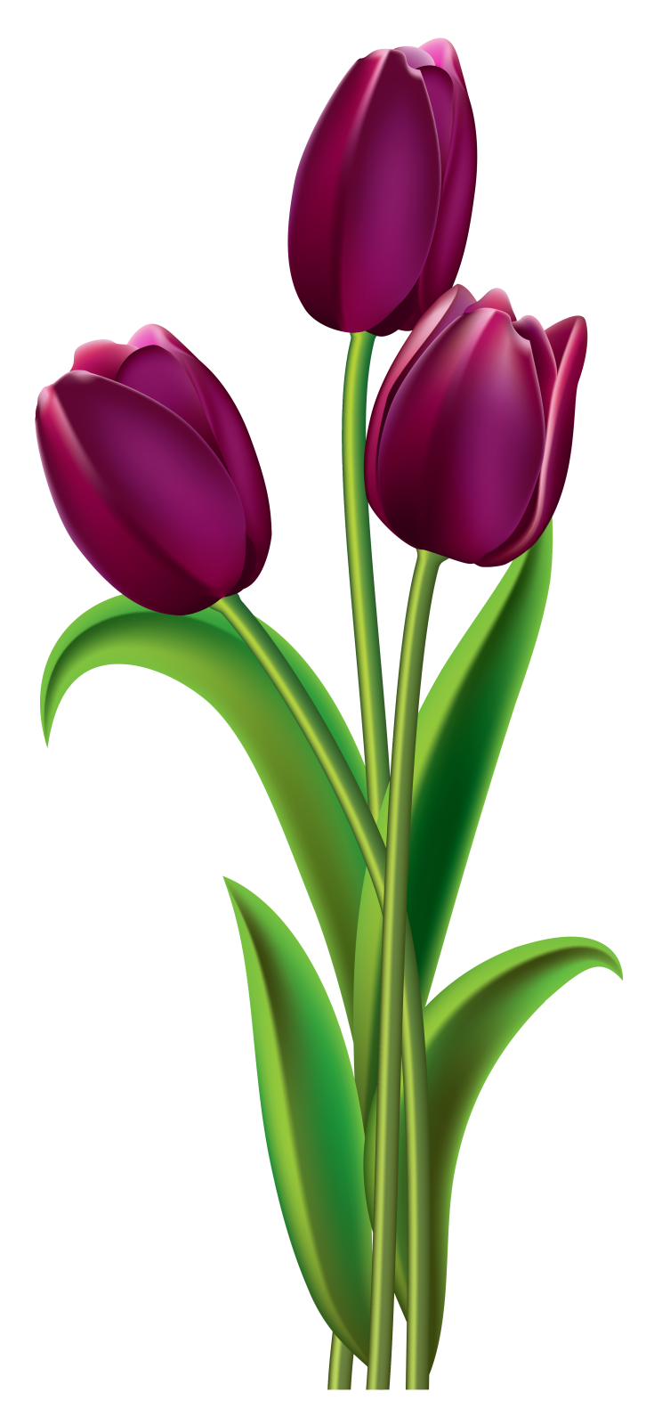 three purple tulips clipart