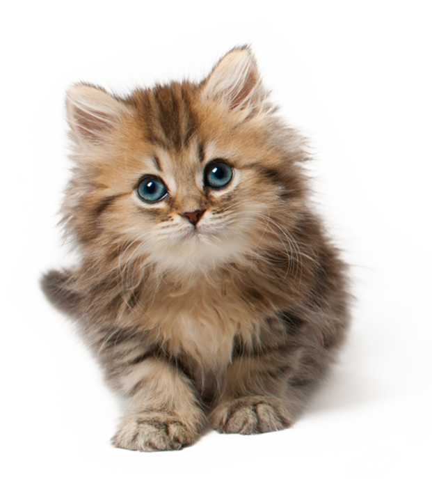 a small kitten with blue eyes on a white background