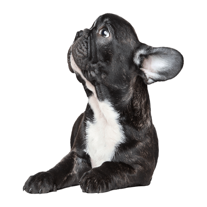 a black and white dog laying down on the ground