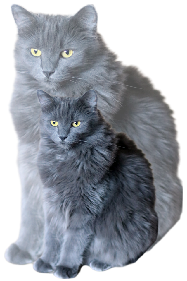 a grey cat sitting next to another gray cat