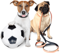 two dogs sitting next to a soccer ball
