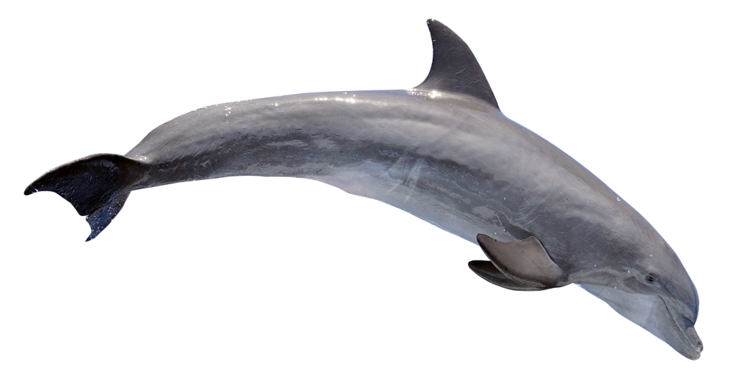 a dolphin jumping in the air on a white background