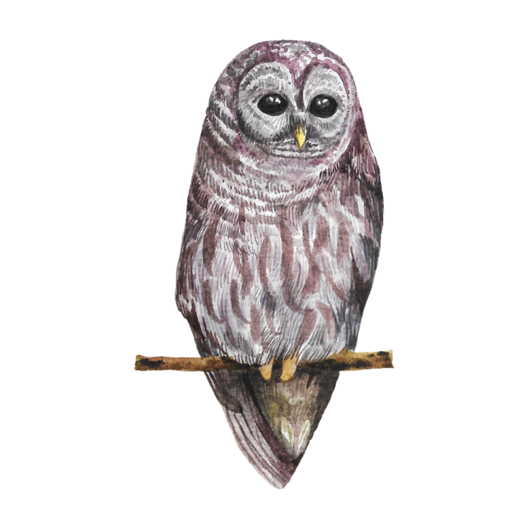 a watercolor painting of an owl perched on a branch