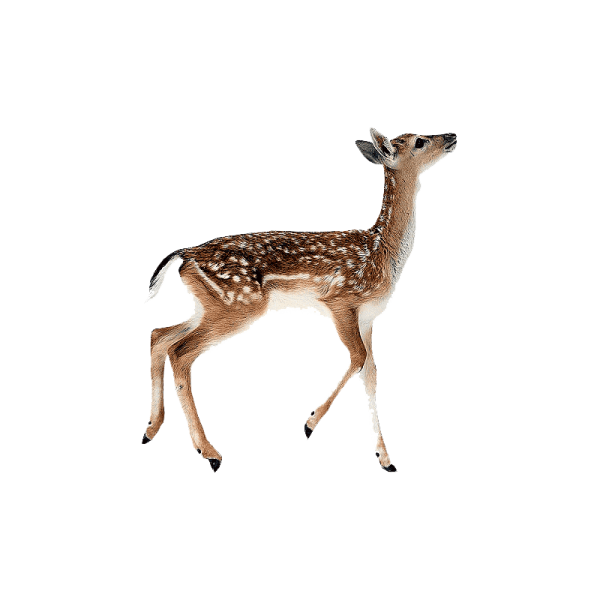 a baby deer walking across a white surface