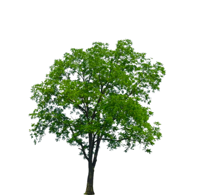 a tree on a white background