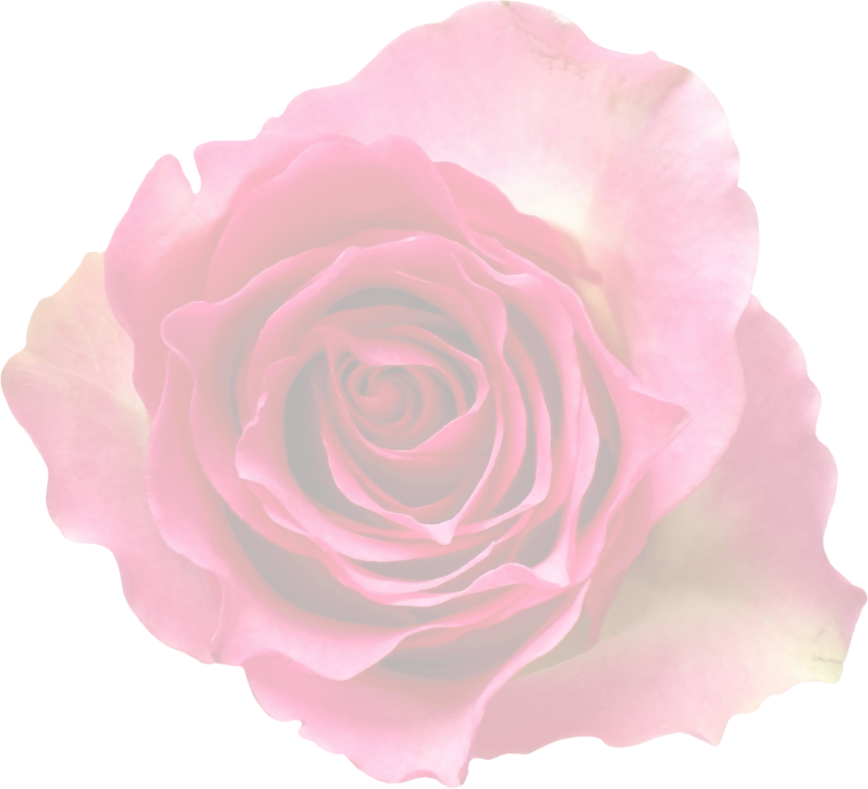 a pink rose on a white background