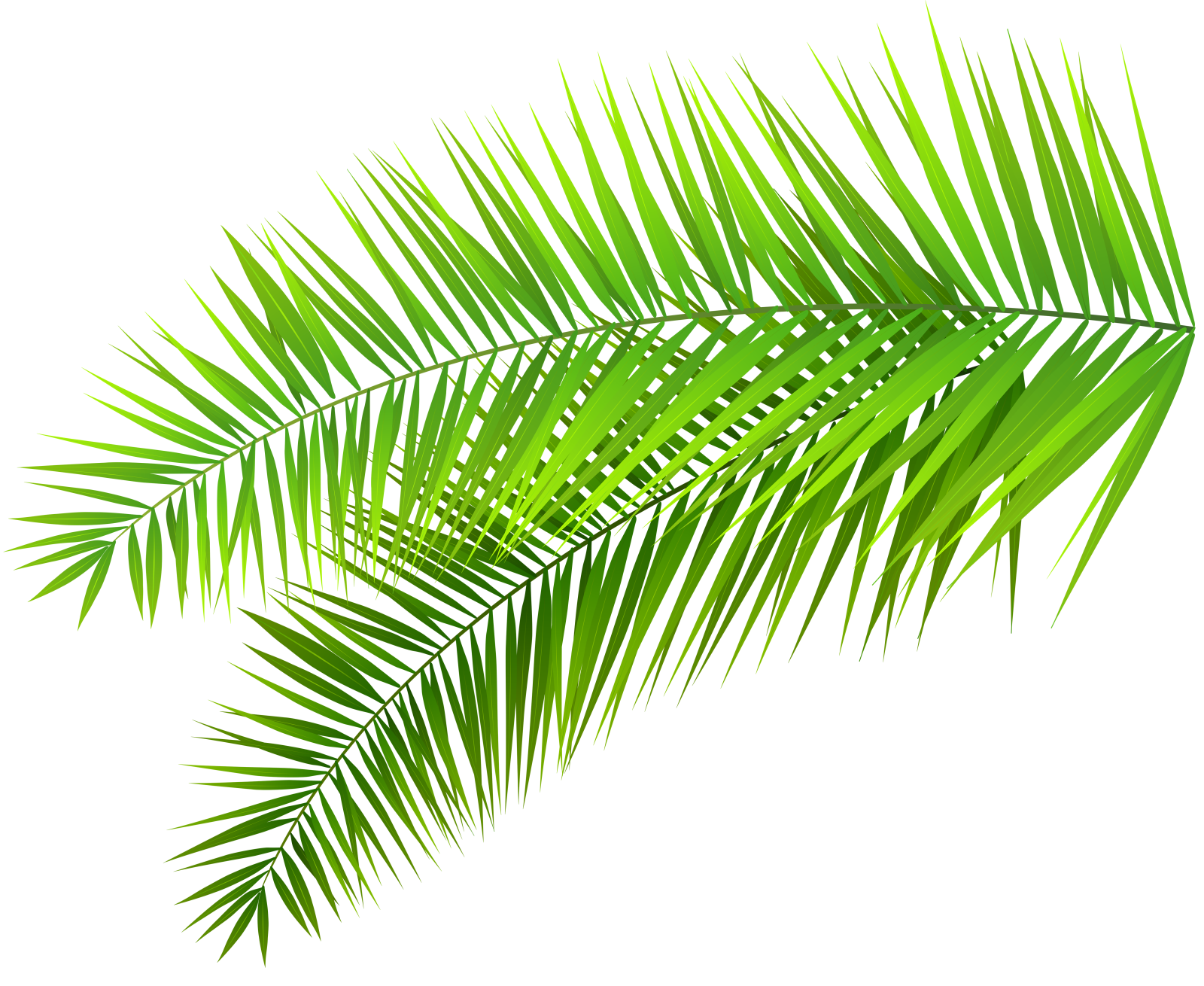 a palm leaf on a white background