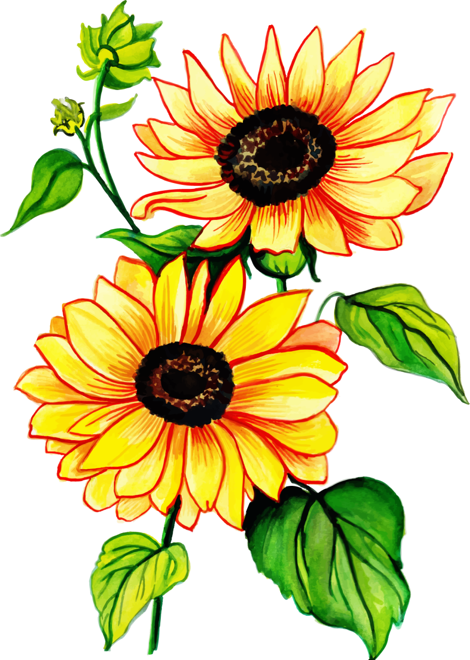 two yellow sunflowers with green leaves