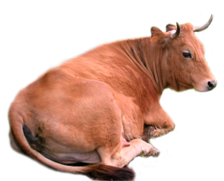 the cow is laying down