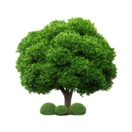 a green tree on a white background