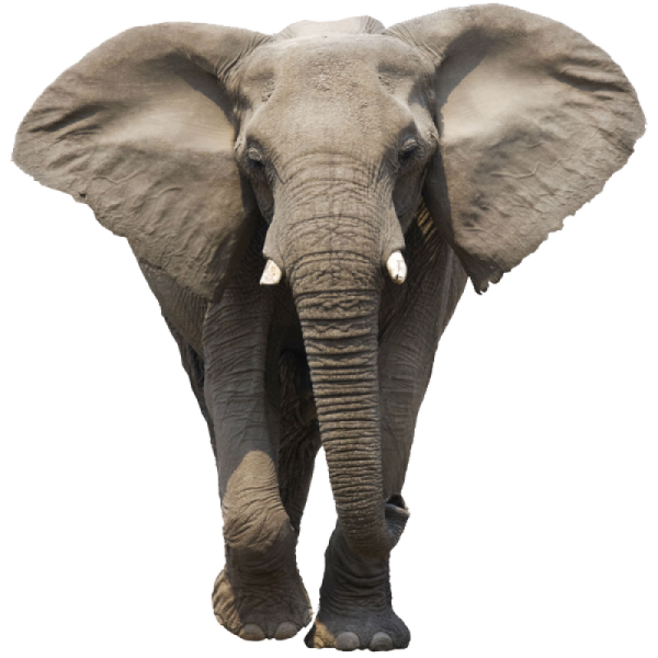 an elephant standing in front of a white background