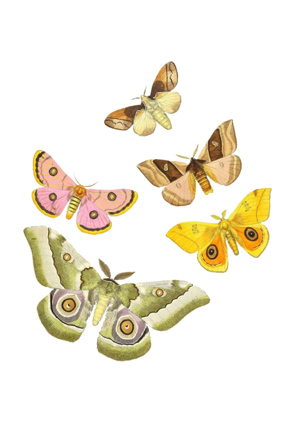 a group of butterflies in different colors