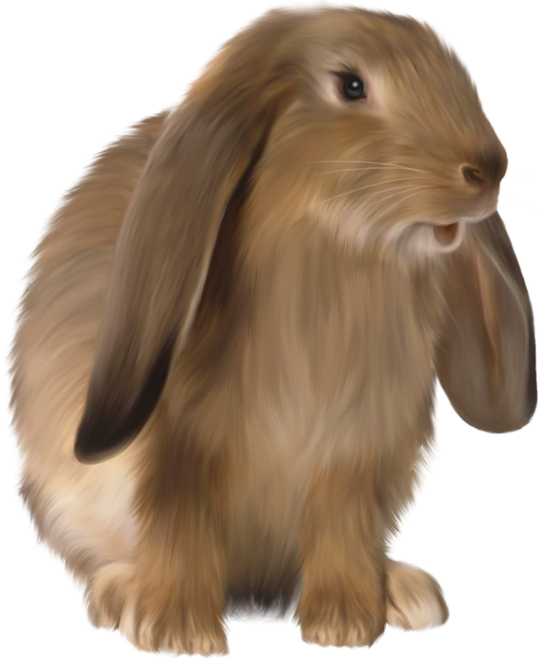 a brown rabbit on a white background