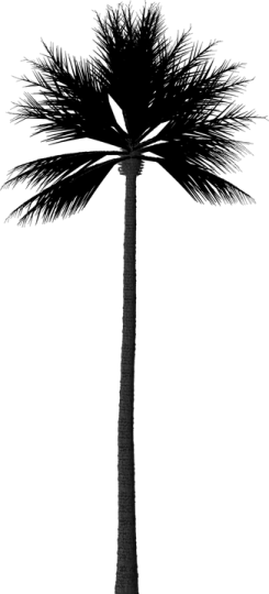 a black and white silhouette of a palm tree