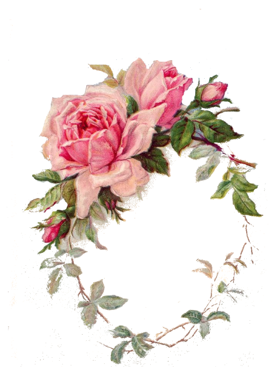 a watercolor painting of pink roses on a white background