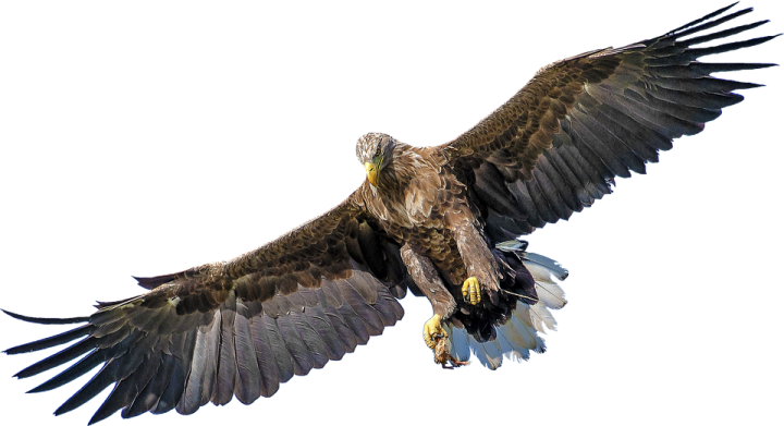 a bird flying in the air with its wings spread