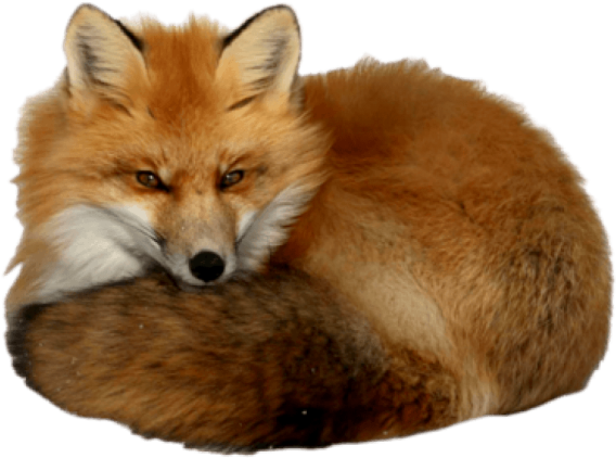 a close up of a red fox laying down