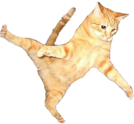 the cat is orange