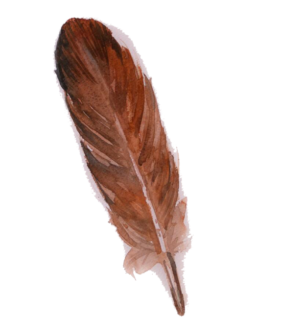 a brown feather on a white background