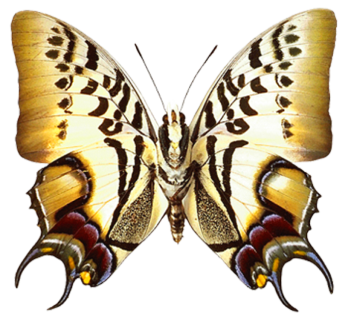 a yellow butterfly with black and white markings