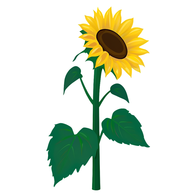 a sunflower on a white background