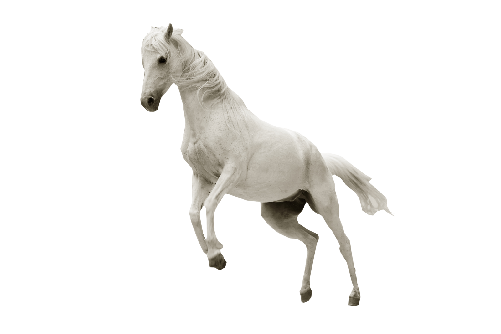 a black and white photo of a horse