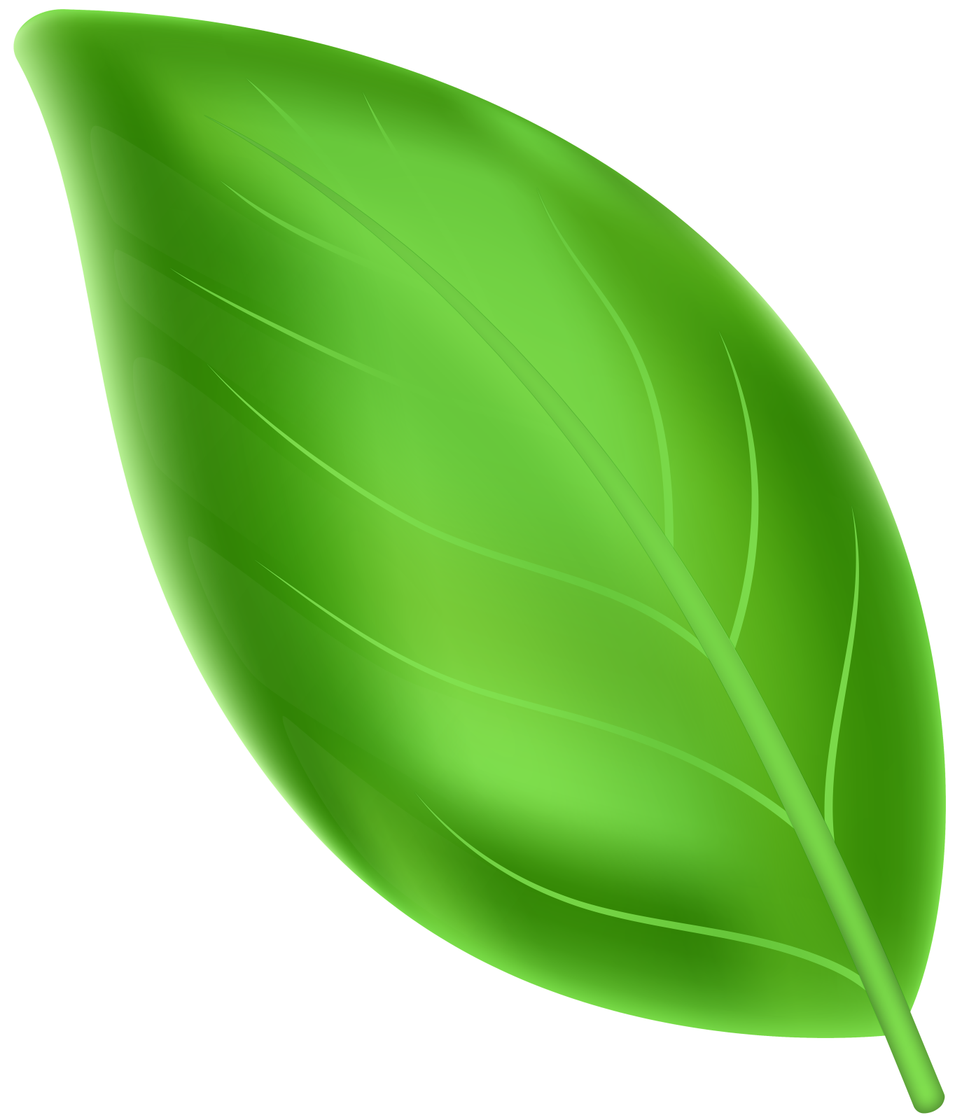 a green leaf on a white background