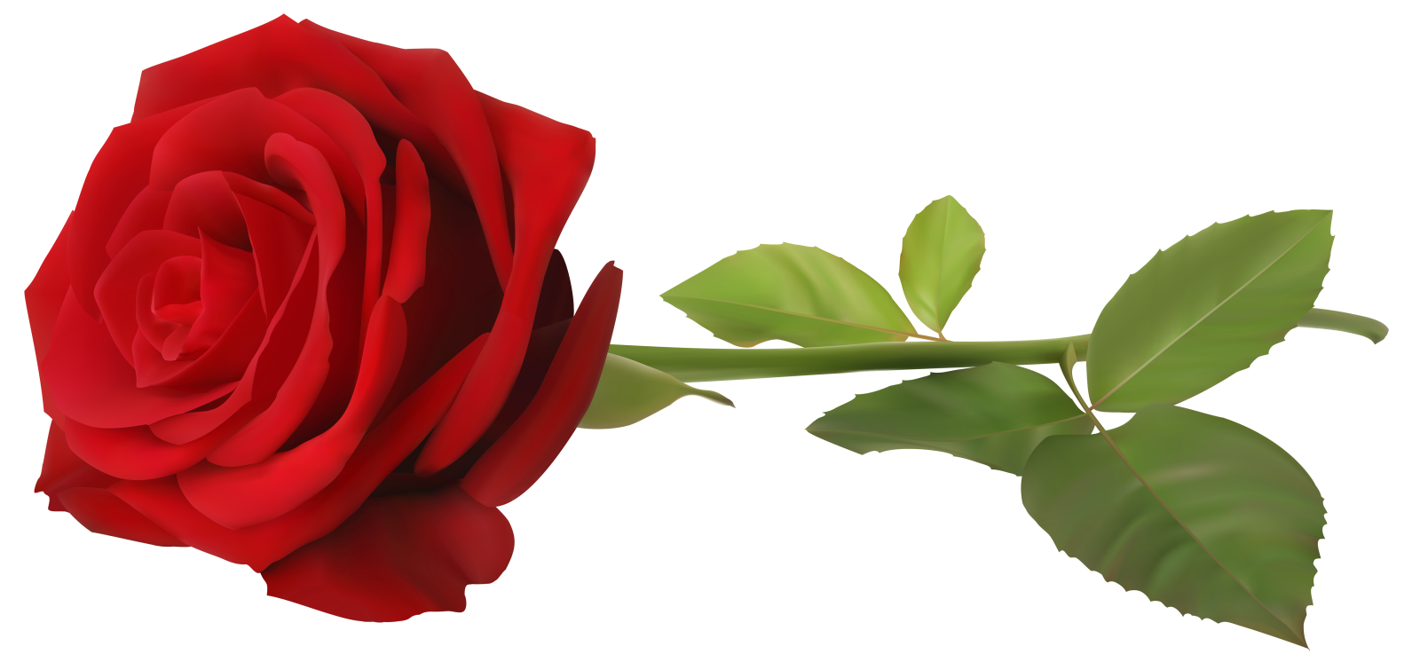 a red rose on a white background