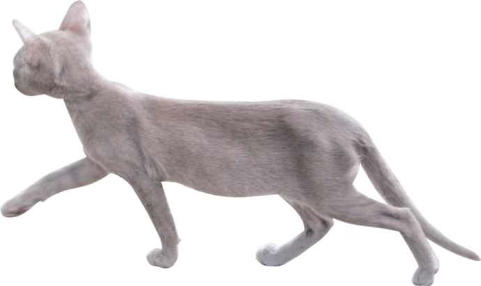 a gray cat walking on a white background