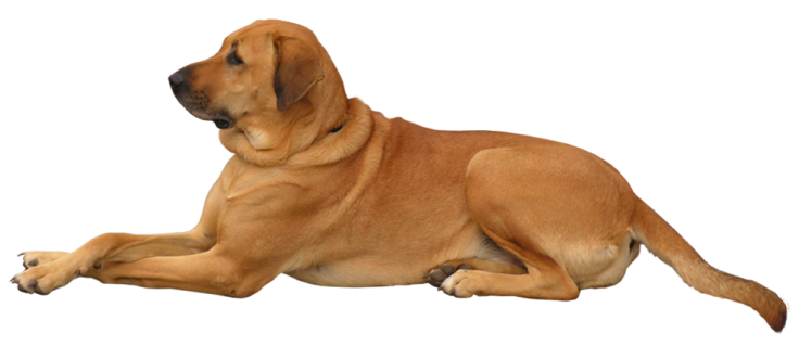 a large brown dog laying down on the ground