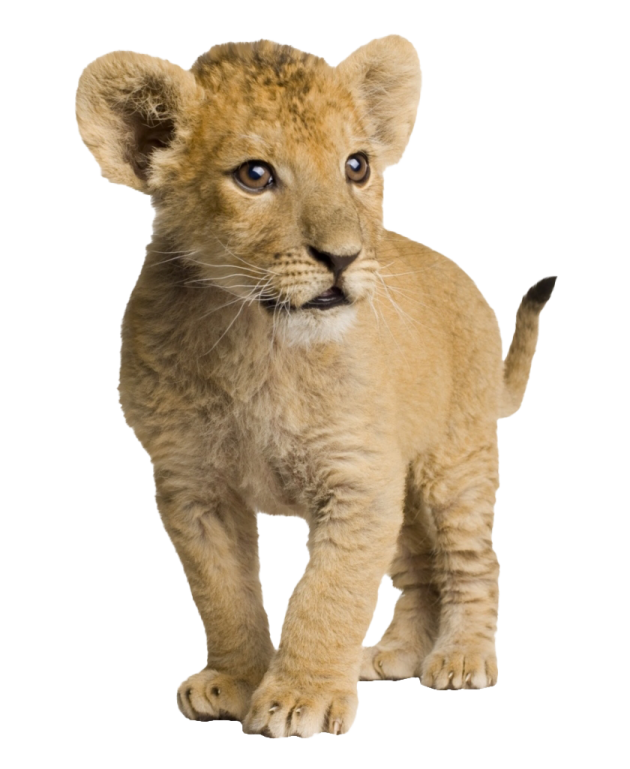 a young lion cub walking towards the camera