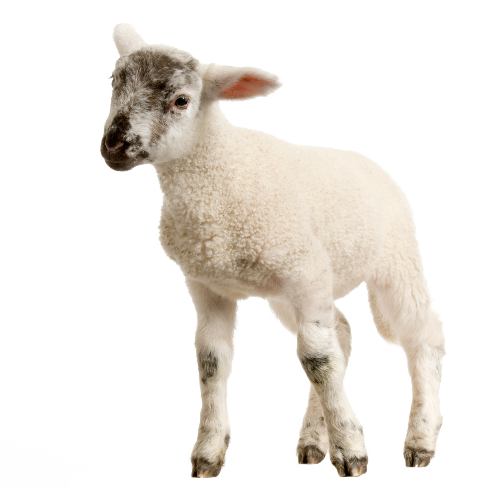 a small white lamb standing up against a white background