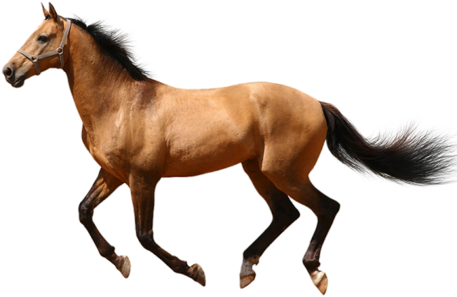 a brown horse running on a white background