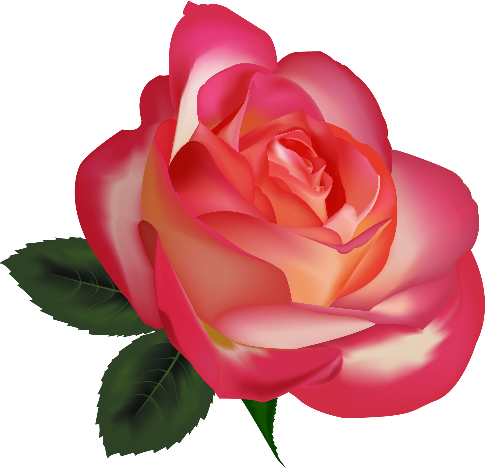 a pink rose with green leaves