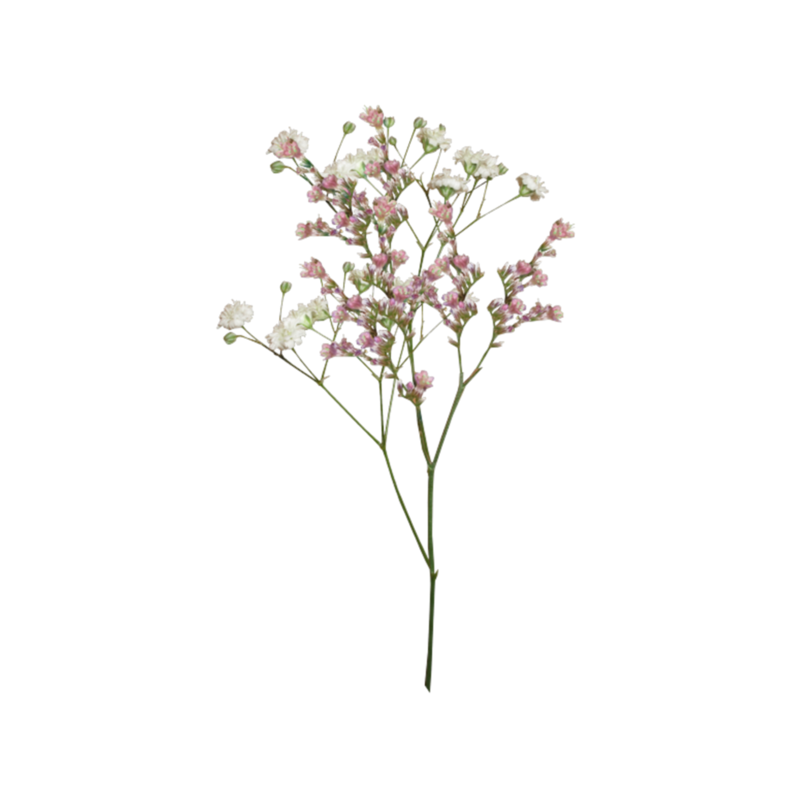 a pink and white flower on a white background