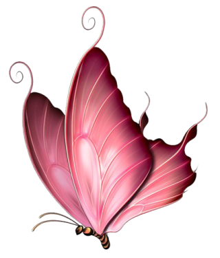 a pink butterfly on a white background