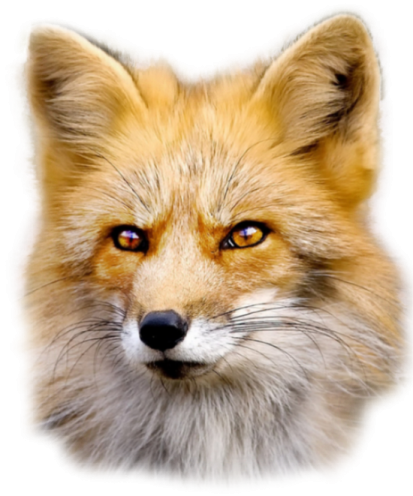 a close up of a red fox's face