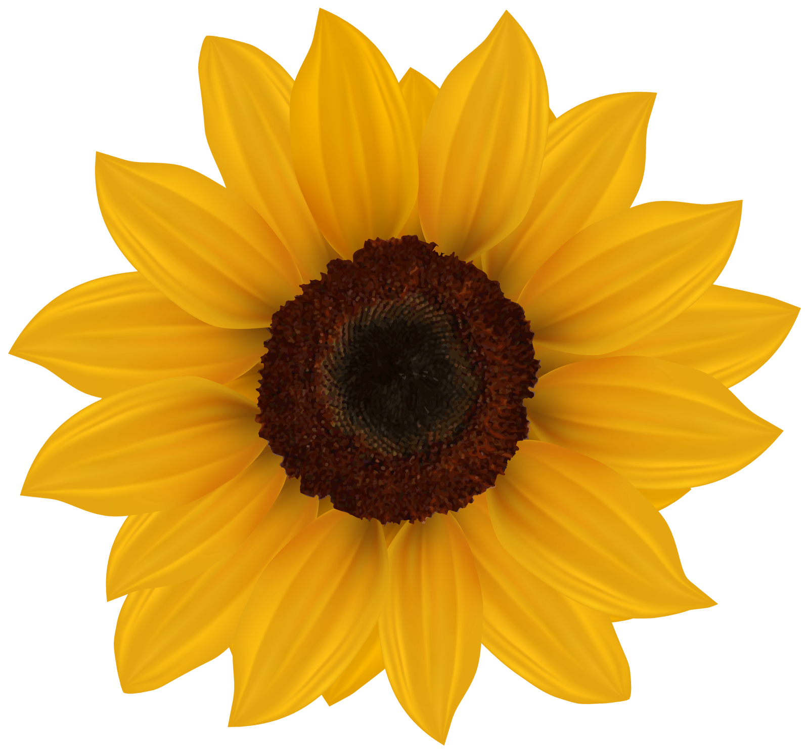 a sunflower on a white background