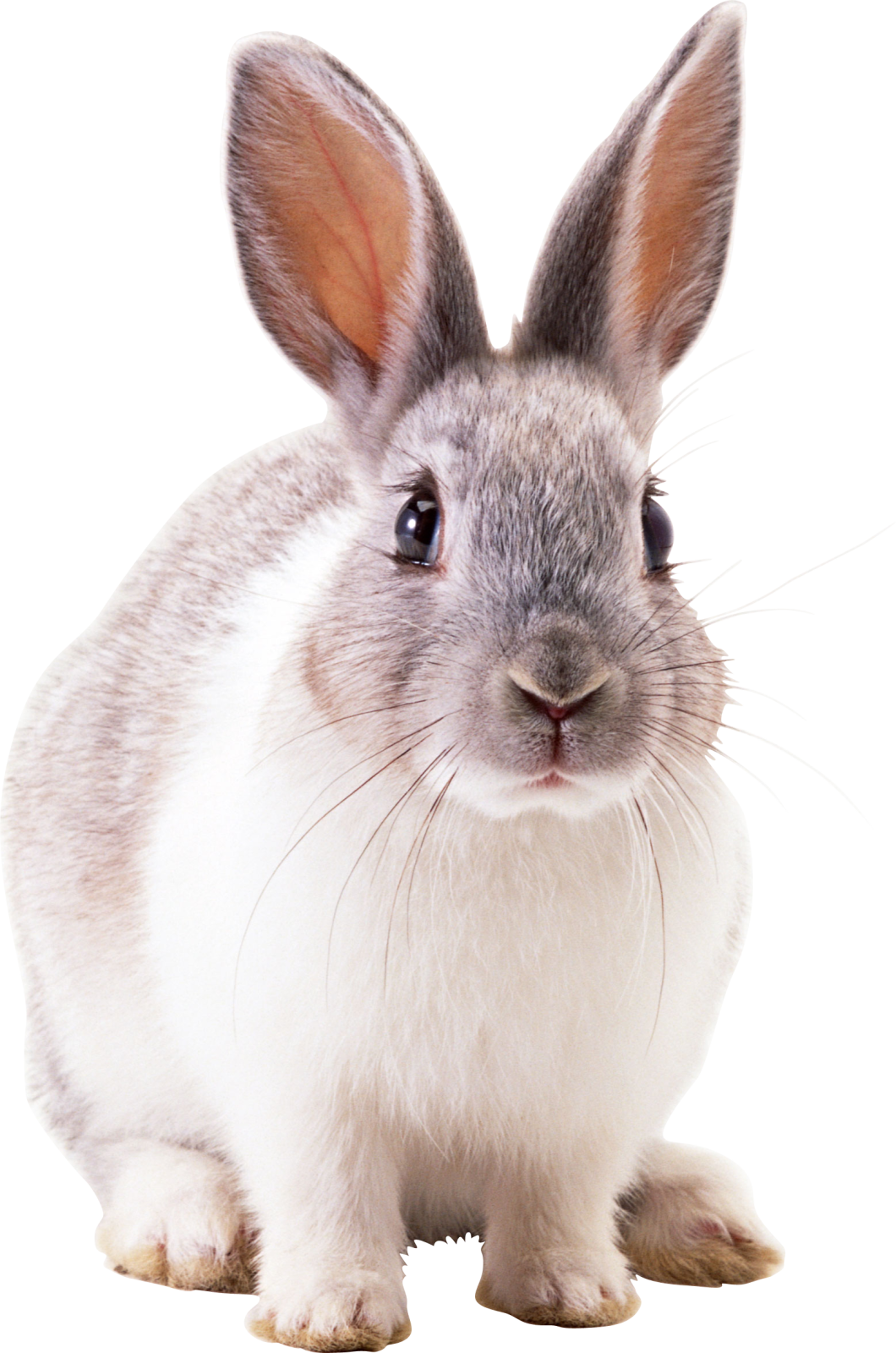 a gray and white rabbit on a white background
