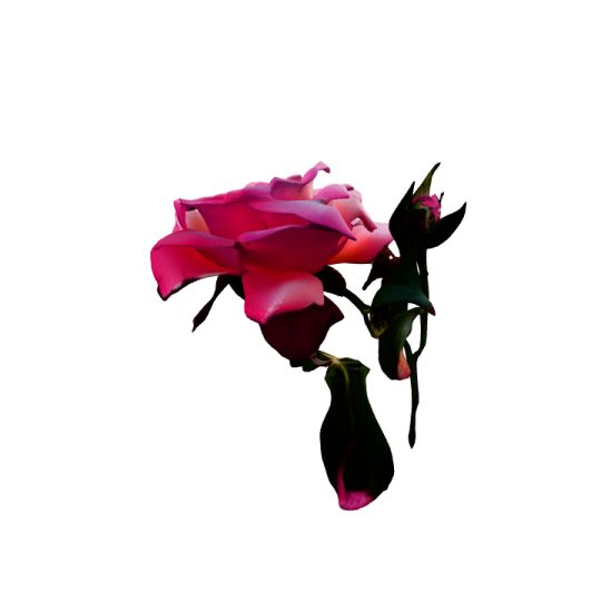 a single pink rose on a white background