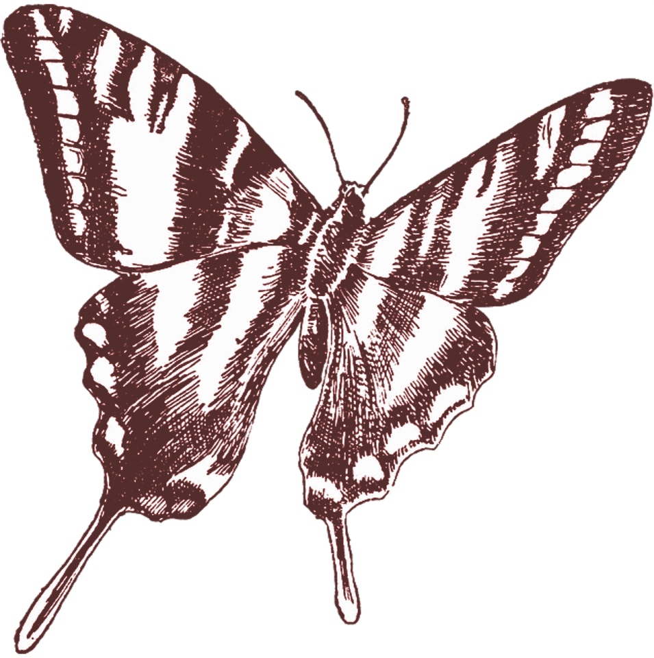 a black and white drawing of a butterfly