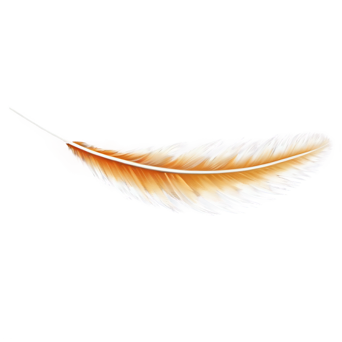 an orange feather on a white background