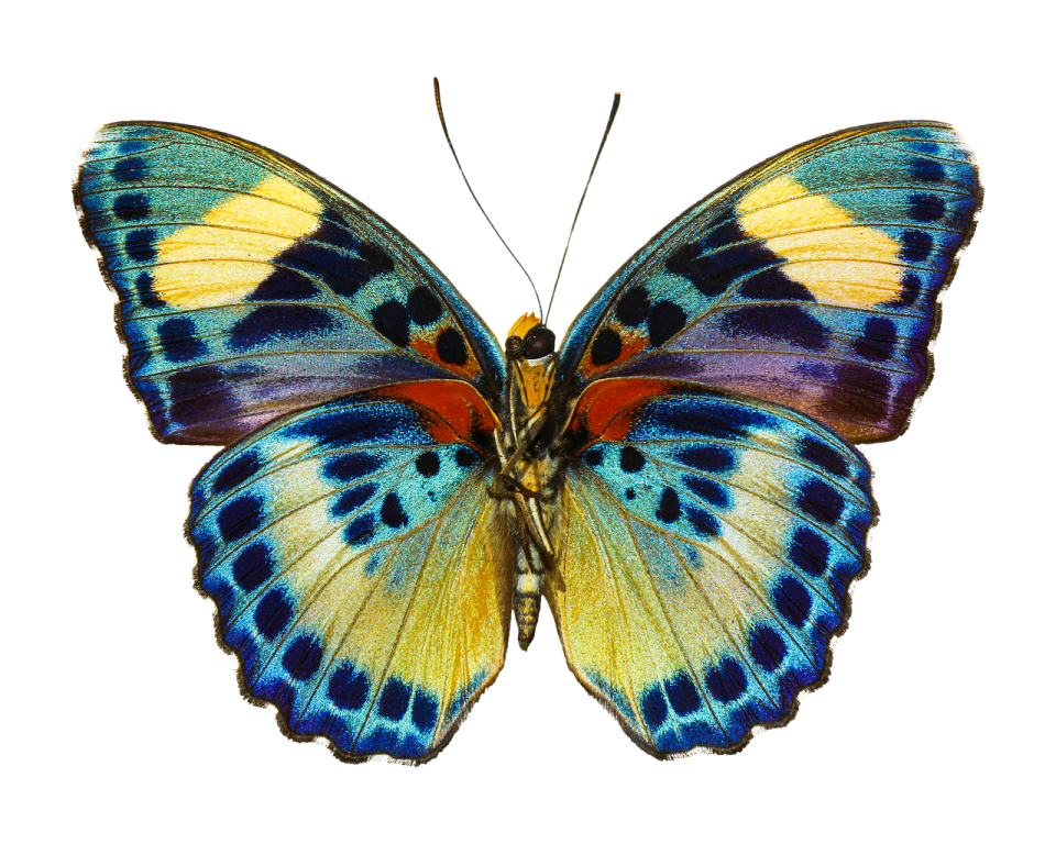 a blue and yellow butterfly on white background
