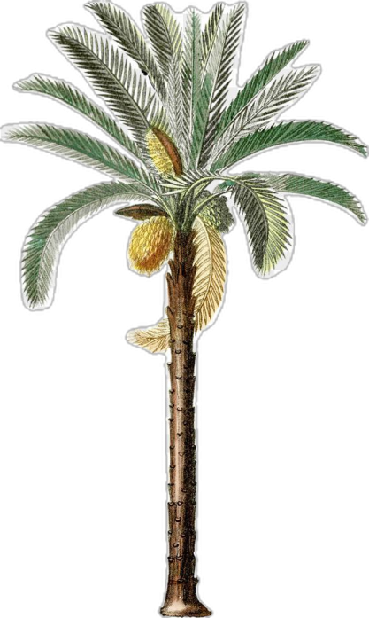 a drawing of a palm tree